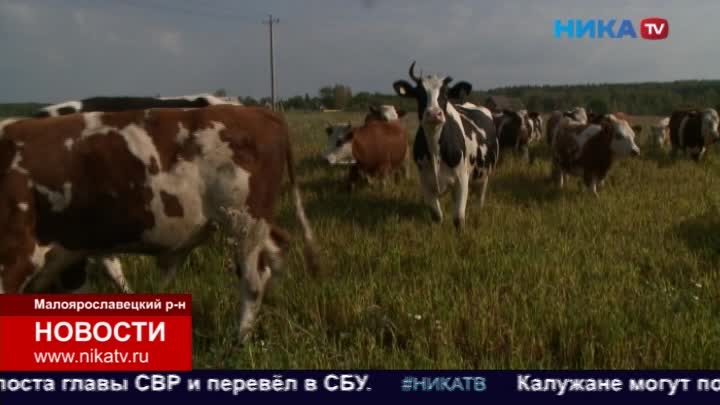 Семья из Малоярославецкого района открыла свою ферму благодаря помощи регионального минсельхоза