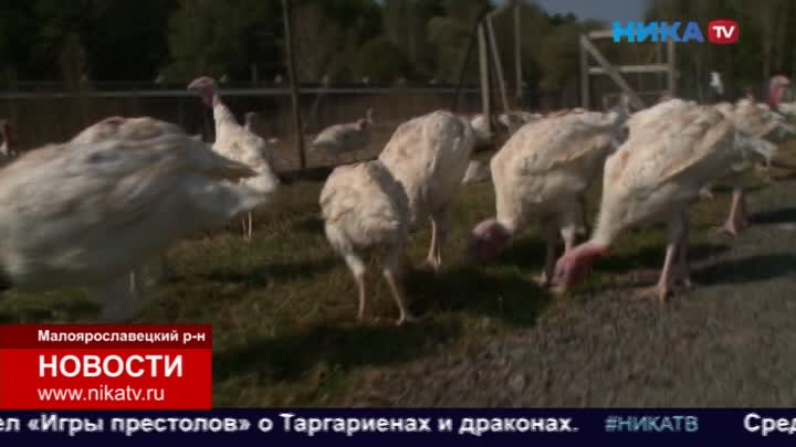 Минсельхоз помог фермеру из Малоярославецкого района открыть экоферму по выращиванию индейки